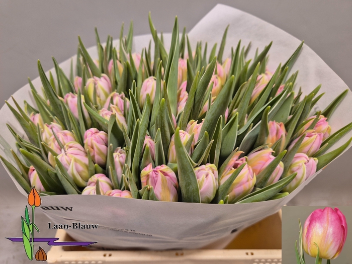 <h4>TU DU DOTCOM</h4>