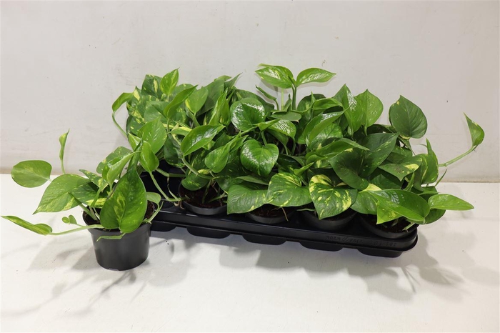 <h4>arr8 Epipr Aureum</h4>