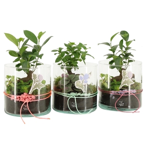 21941: Contradiction arrangement