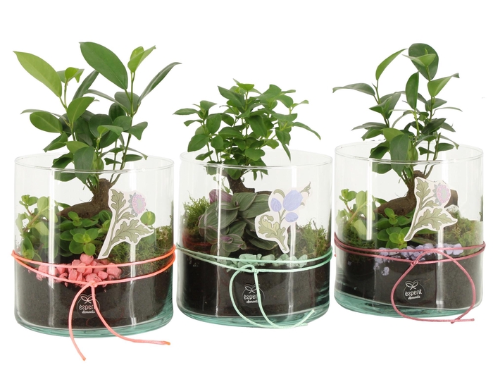 <h4>21941: Contradiction arrangement</h4>