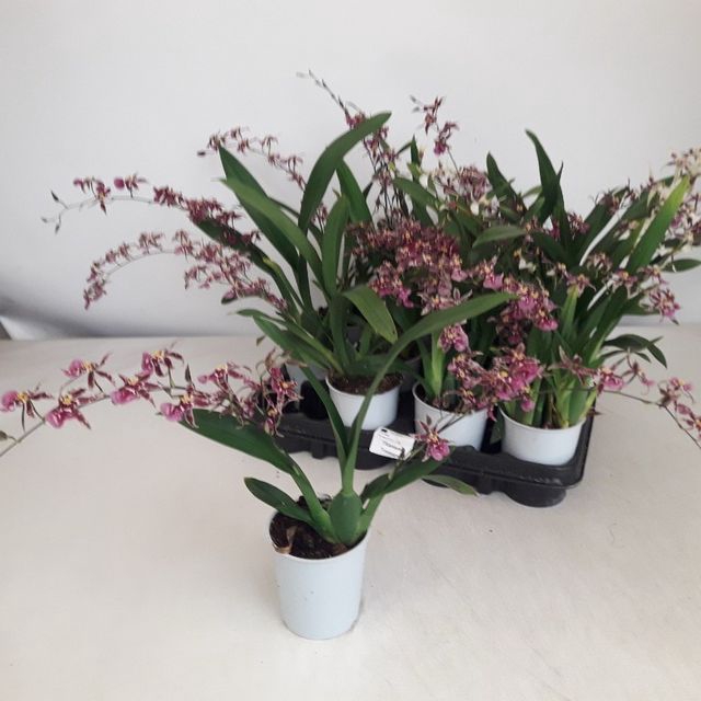 ONCIDIUM OV