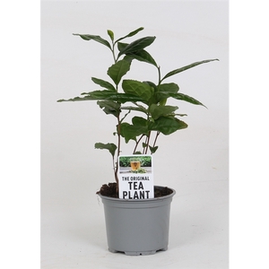 Camellia Sinensis (theeplant) (geen MPS A)