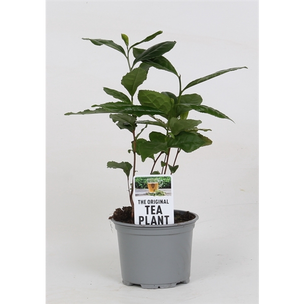 <h4>Camellia Sinensis (theeplant) (geen MPS A)</h4>