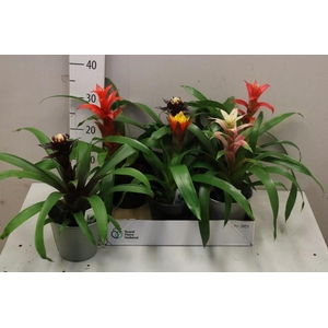 BROMELIA GEM