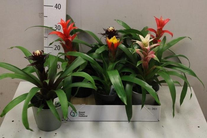 <h4>BROMELIA GEM</h4>