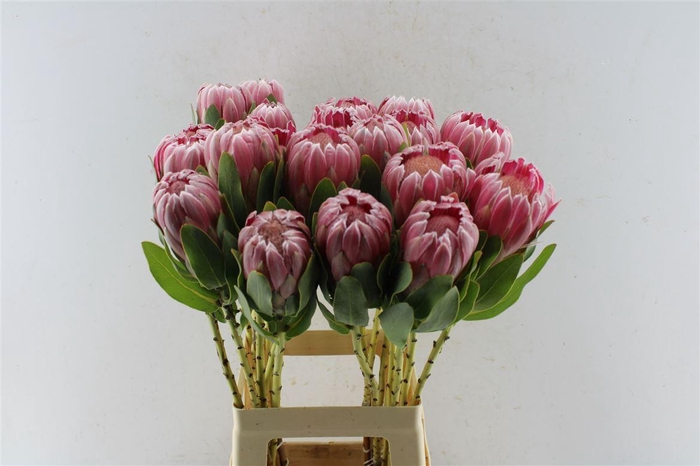 <h4>Protea Carnival</h4>