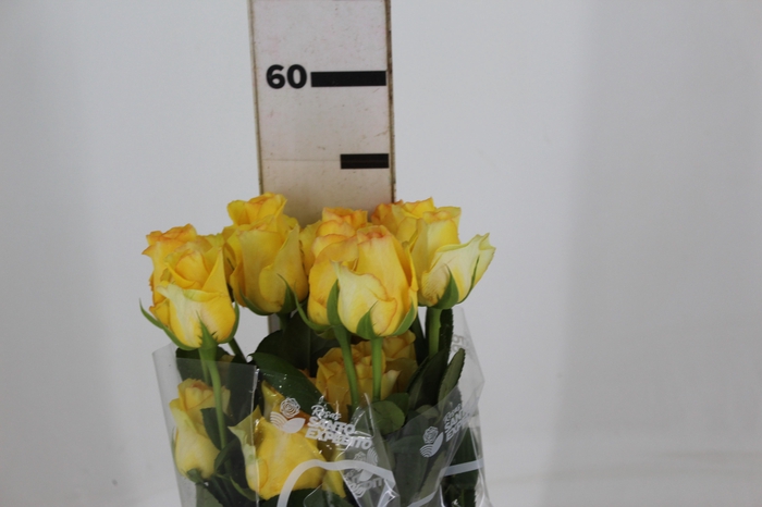 <h4>ROSA DEJA VU 050 CM ESTUFA</h4>