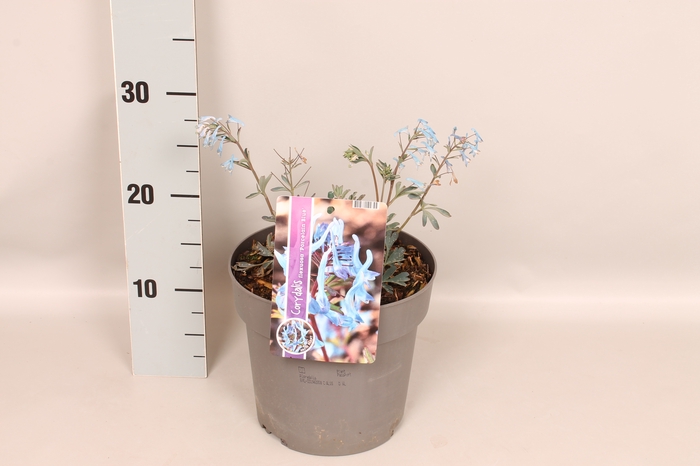vaste planten 19 cm  Corydalis Blue Heron