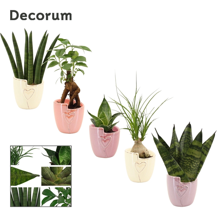 <h4>Groenmix mini in Joa (Special moods-collection)</h4>