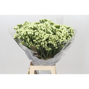 Limonium Sinuatum Starlight Wings