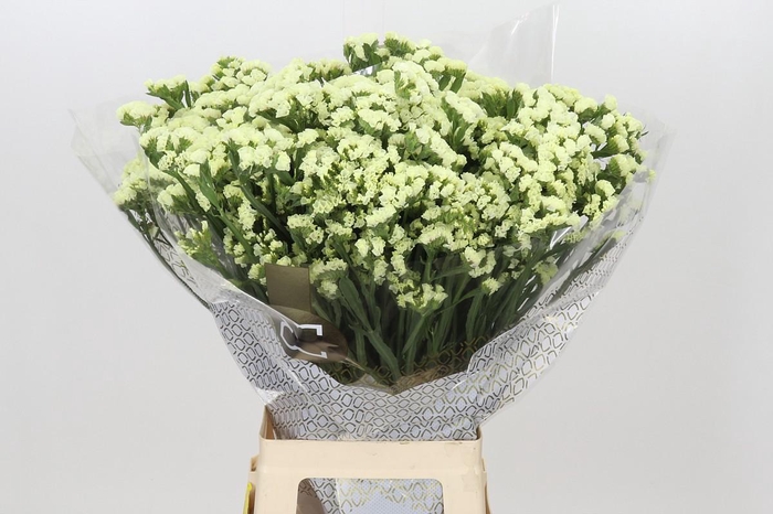 <h4>Limonium Sinuatum Starlight Wings</h4>