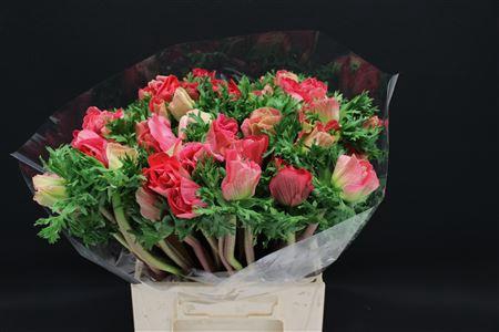 Anem Z Mistral Dark Pink