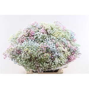 Gyps Pa. Rainbow Disco (pastel)