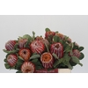 Banksia Coccinea