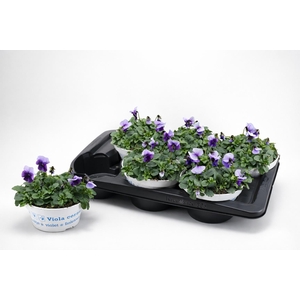 VIO CO EM WHI PU JUP