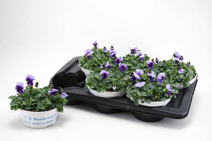 <h4>VIO CO EM WHI PU JUP</h4>