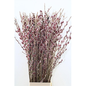 Salix G Pink Cushion