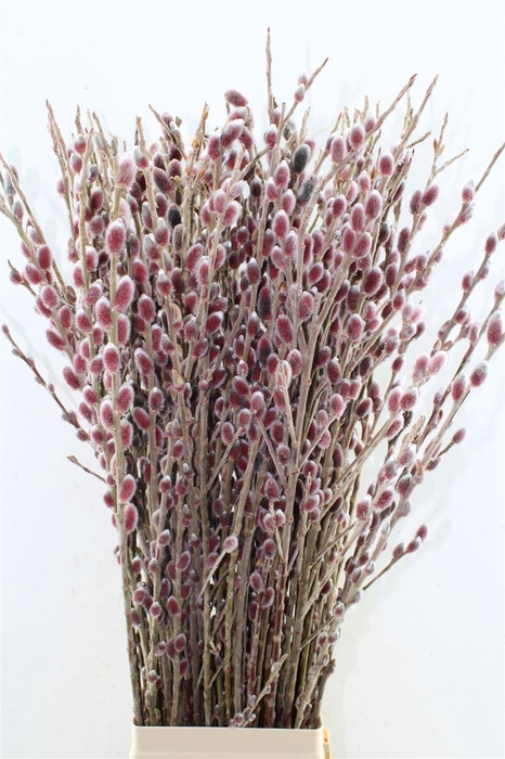 <h4>Salix G Pink Cushion</h4>