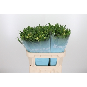 Alstroemeria White Swan 90 Gram