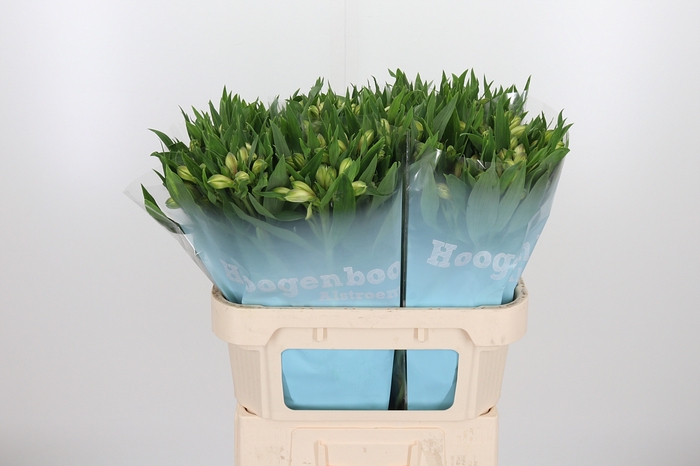 <h4>Alstroemeria White Swan 90 Gram</h4>