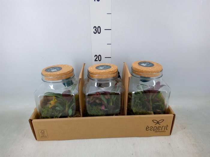 <h4>Arr. Planten H%</h4>