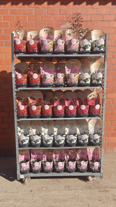 <h4>PAEONIA L GEM</h4>