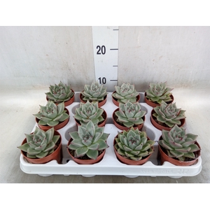 Echeveria  'Sirius'