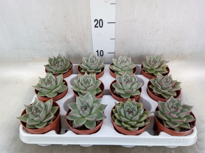 <h4>Echeveria  'Sirius'</h4>