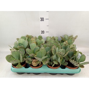 Kalanchoe NF marmorata