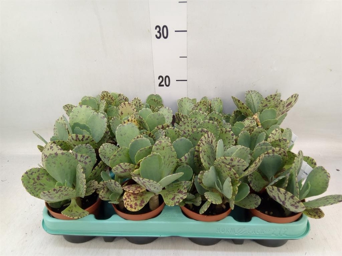 <h4>Kalanchoe NF marmorata</h4>