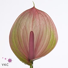 Anthurium peruzzi
