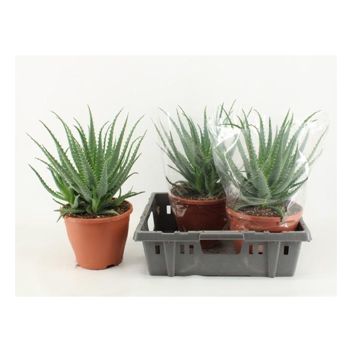 <h4>Aloe Arborescens (Cites) 23Ø 45cm</h4>