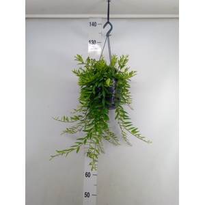 Aeschynanthus  'Japhrolepis'