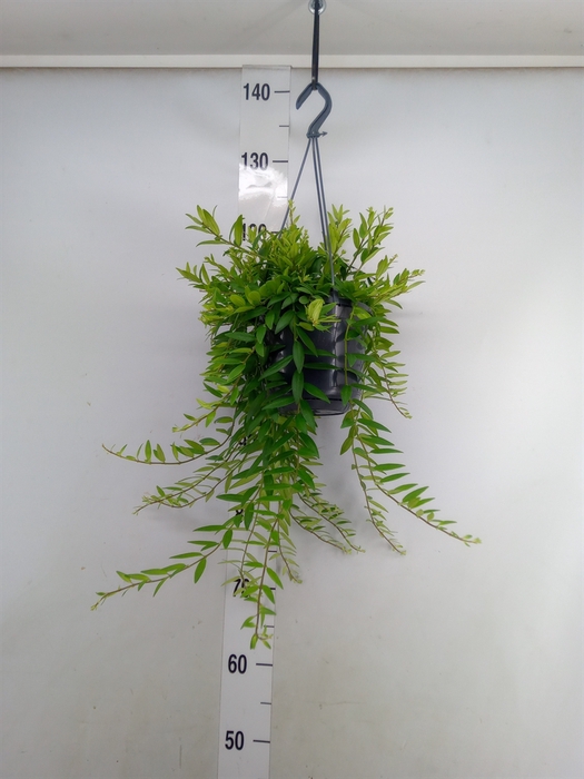 <h4>Aeschynanthus  'Japhrolepis'</h4>