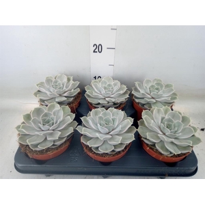 Echeveria lilacina 'Silver Pearl'