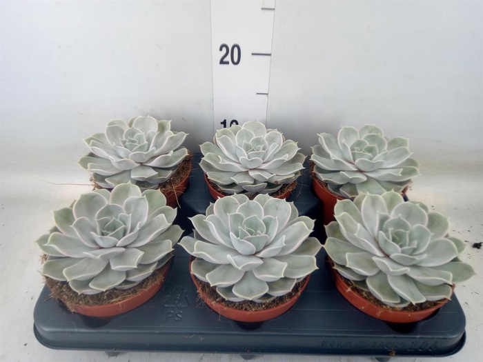 <h4>Echeveria lilacina 'Silver Pearl'</h4>