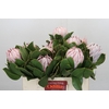 Protea Cynaroides