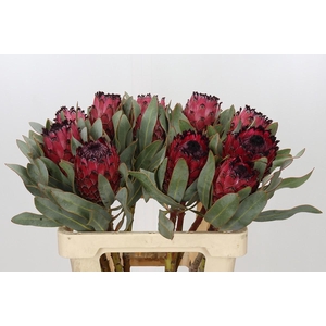 Protea Barbigera Ruby Princess Air