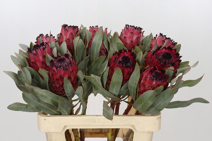 <h4>Protea Barbigera Ruby Princess Air</h4>
