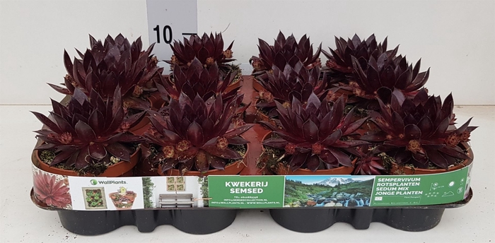 <h4>Sempervivum   ...</h4>