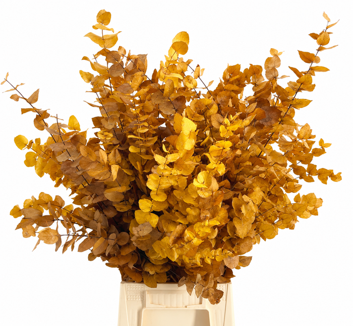 Euc. Stuart Preserved Yellow