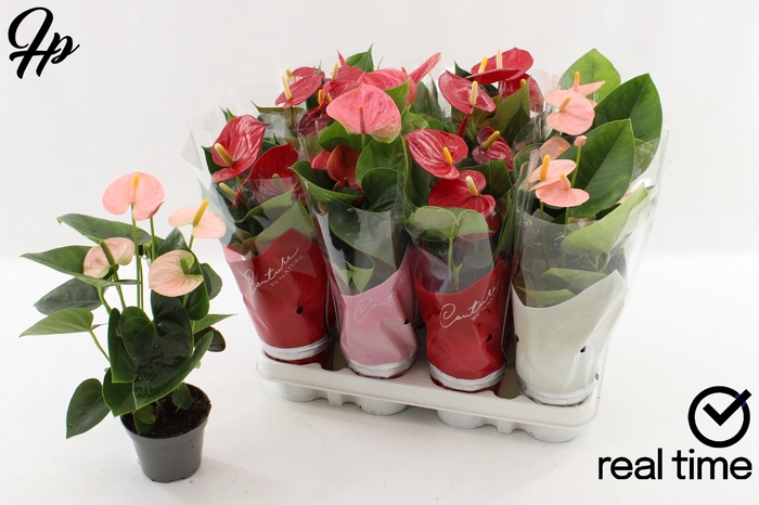 <h4>ANTHU AN GEM 4 KL</h4>