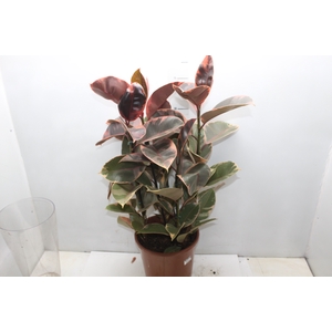 FICUS ELASTICA RUBY P24
