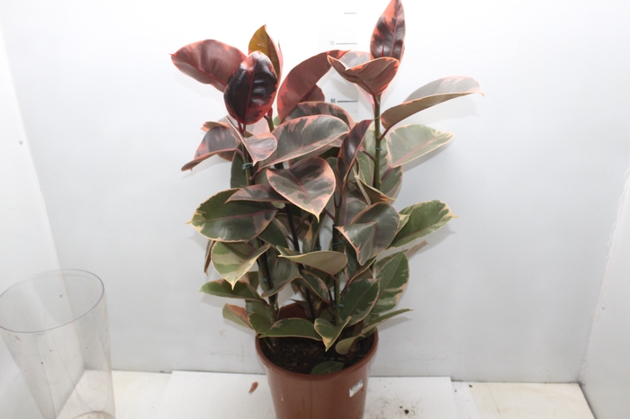 <h4>FICUS ELASTICA RUBY P24</h4>
