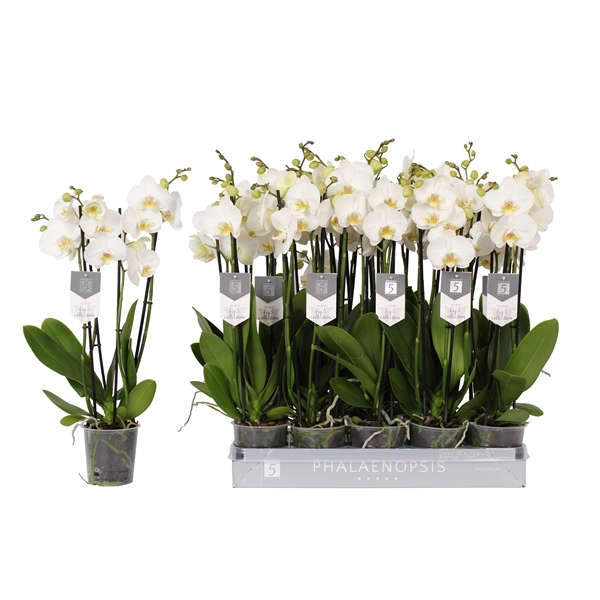 <h4>Phalaenopsis Nottingham, 4-spike 25+</h4>