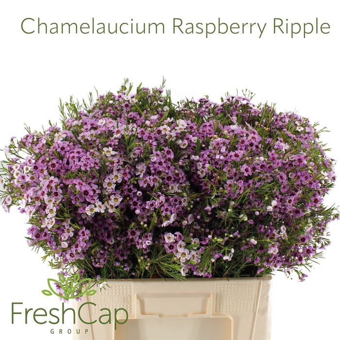 <h4>Chamelaucium Raspberry Ripple</h4>