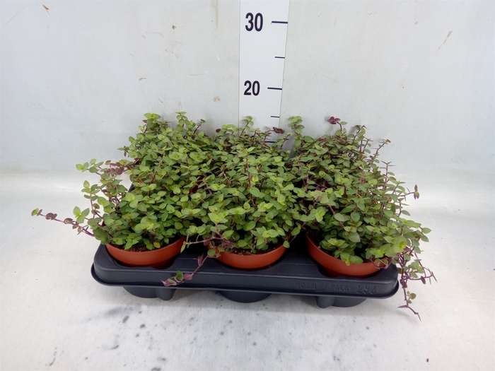 <h4>Callisia repens 'Turtle'</h4>