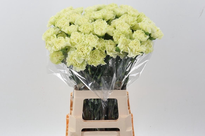 <h4>Di St Green Shot hi</h4>