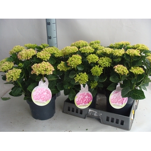 Hydrangea mac.   ...