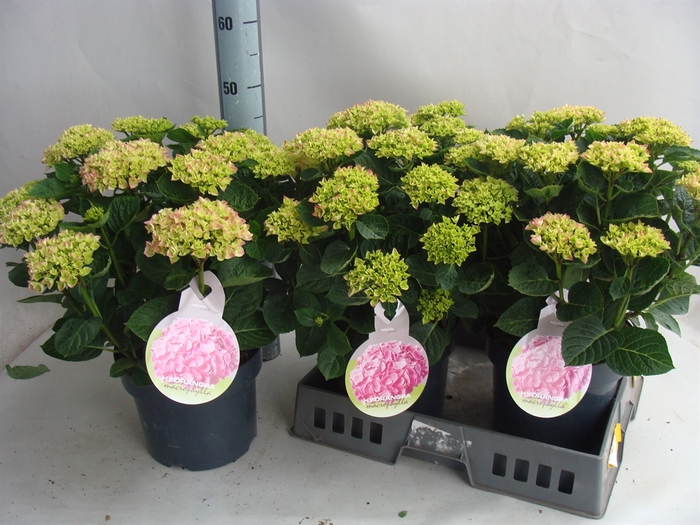 <h4>Hydrangea mac.   ...</h4>